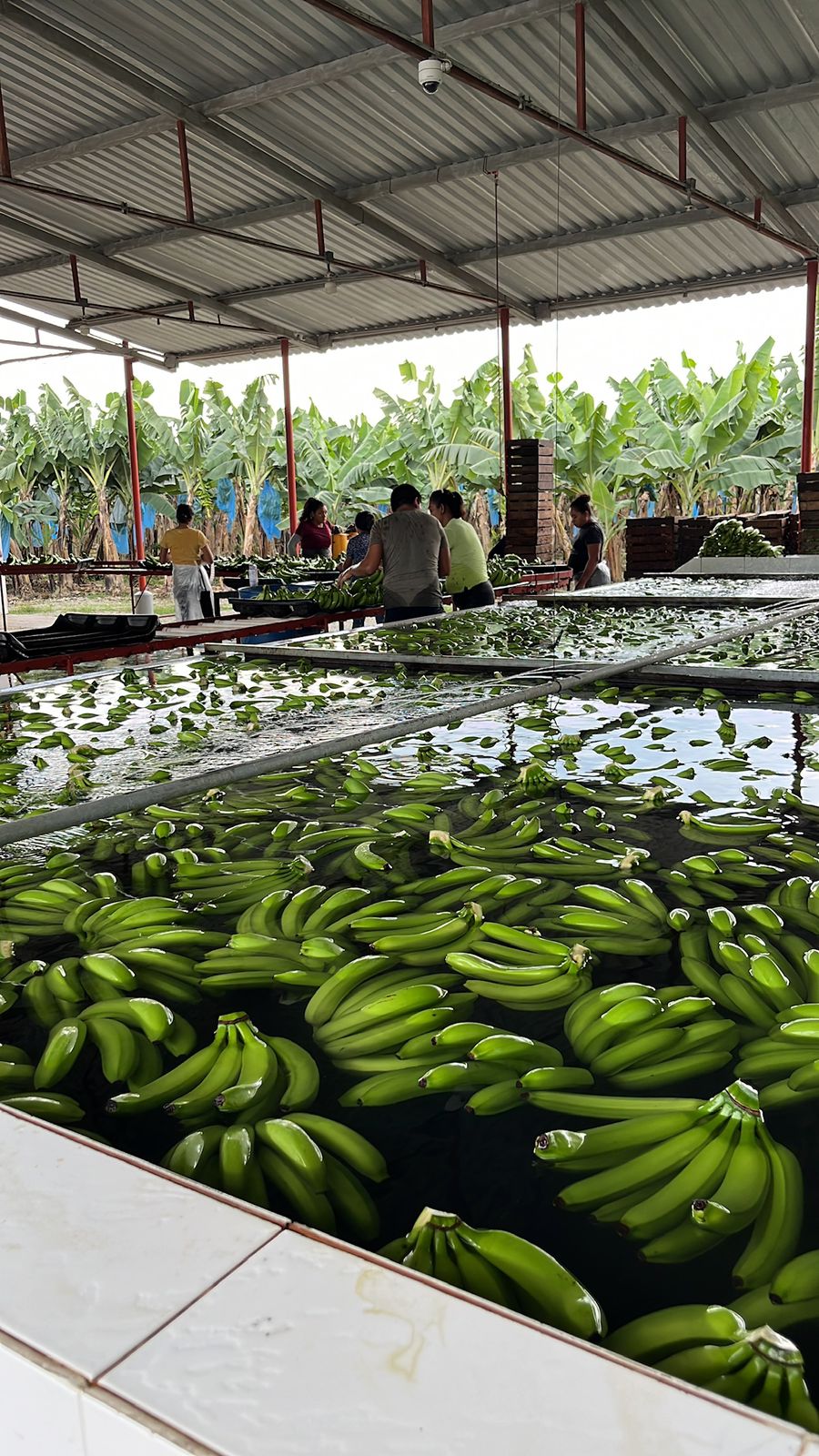 Campo bananero Tabasco